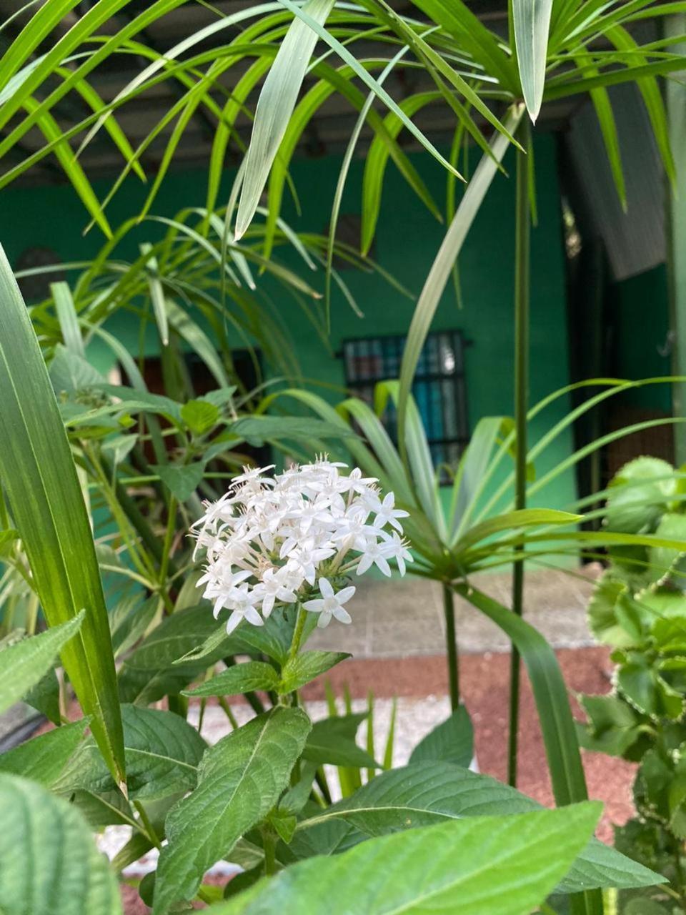 Cabinas Mitchaelle'S Puerto Viejo de Talamanca Ngoại thất bức ảnh